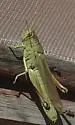 Green Bird Grasshopper - photo 4