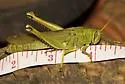 Green Bird Grasshopper - photo 5
