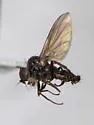 Schistostoma robustum