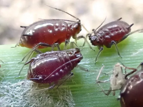 Schizaphis scirpi - Schizaphis scirpi