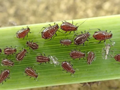 Schizaphis scirpi - photo 2