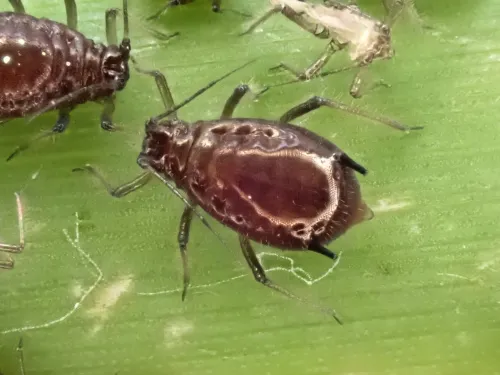 Schizaphis scirpi - photo 3