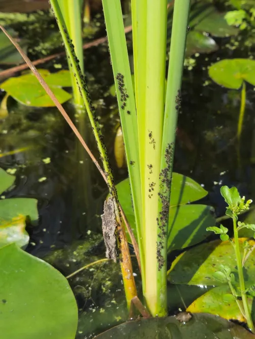 Schizaphis scirpi - photo 4