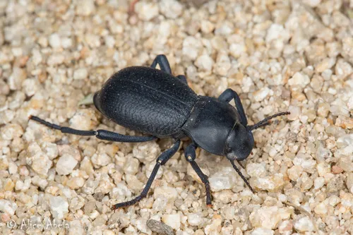 Schizillus laticeps - Schizillus laticeps