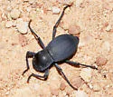 Schizillus nunenmacheri