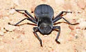 Schizillus nunenmacheri - photo 2
