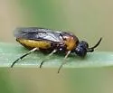 Outer Purslane Sawfly - photo 2
