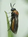 Outer Purslane Sawfly - photo 3