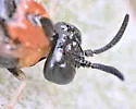 Outer Purslane Sawfly - photo 4