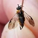 Outer Purslane Sawfly - photo 5