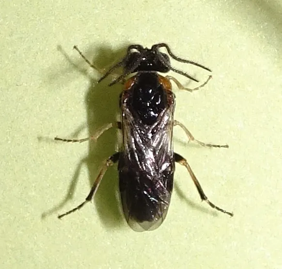 Purslane sawfly