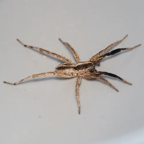 Schizocosa aulonia