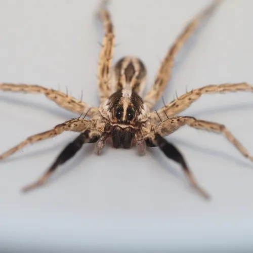 Schizocosa aulonia - photo 2