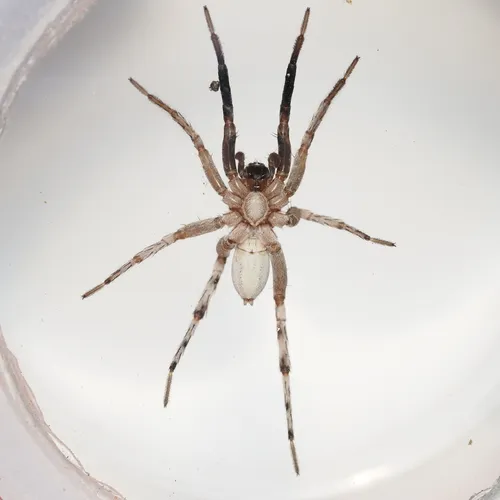 Schizocosa aulonia - photo 4