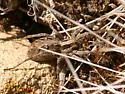 Schizocosa avida