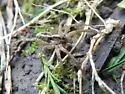 Schizocosa avida - photo 3
