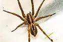 Schizocosa avida - photo 4