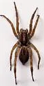 Schizocosa avida - photo 5