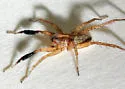 Schizocosa bilineata