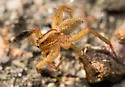Schizocosa bilineata - photo 2