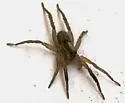 Schizocosa bilineata - photo 3
