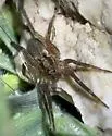 Schizocosa bilineata - photo 4