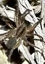 Schizocosa bilineata - photo 5