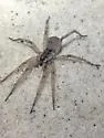 'Hogna' ceratiola - photo 3