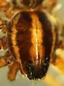 Schizocosa crassipalpata