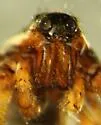 Schizocosa crassipalpata - photo 2
