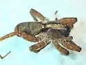 Schizocosa crassipalpata - photo 3