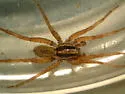 Schizocosa crassipalpata - photo 4