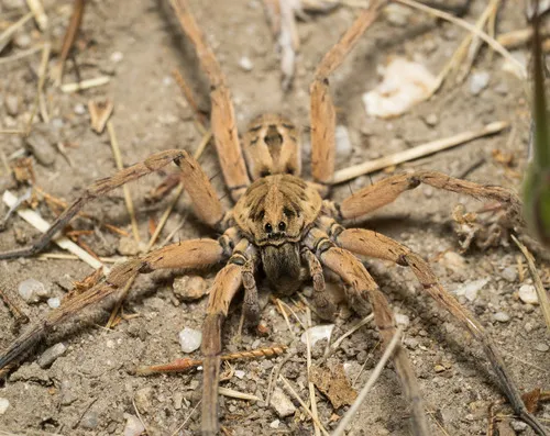 Schizocosa maxima