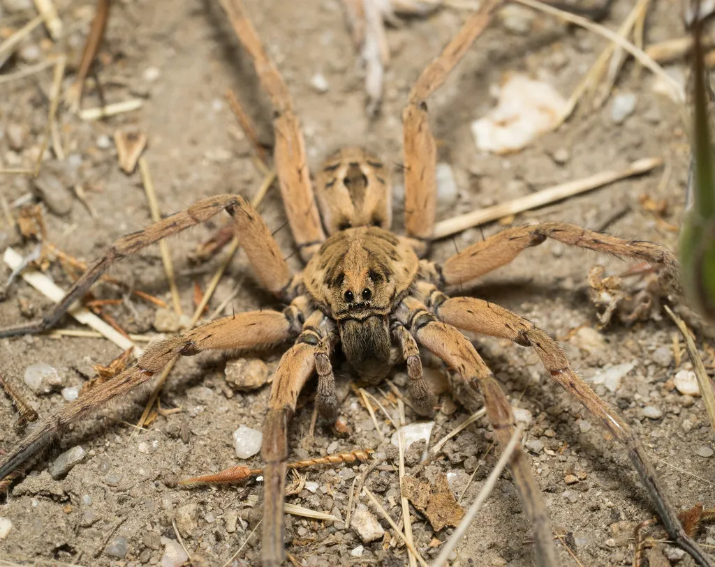 Schizocosa maxima - photo 2