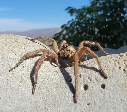 Schizocosa maxima - photo 4
