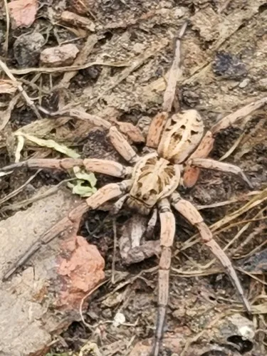Schizocosa maxima - photo 5