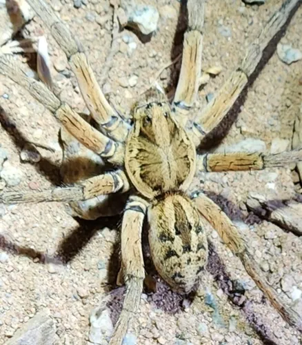 Schizocosa maxima - photo 6
