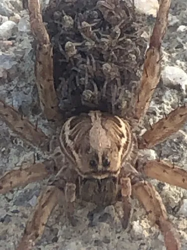 Schizocosa maxima - photo 7