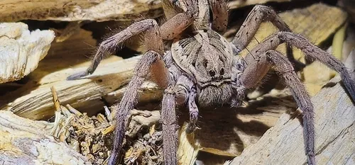 Schizocosa maxima - photo 8