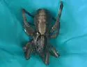 Schizocosa mccooki - photo 5