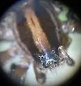 Schizocosa mimula