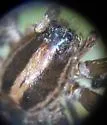 Schizocosa mimula - photo 2