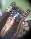 Schizocosa mimula - photo 3