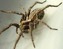 Schizocosa minnesotensis - photo 2