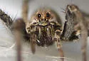 Schizocosa minnesotensis - photo 3