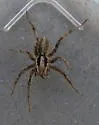 Schizocosa minnesotensis - photo 4