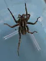 Schizocosa minnesotensis - photo 5
