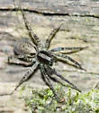 Schizocosa ocreata