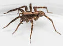 Schizocosa ocreata - photo 3