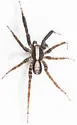 Schizocosa ocreata - photo 4
